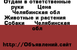 Отдам в ответственные руки !!! › Цена ­ 1 - Челябинская обл. Животные и растения » Собаки   . Челябинская обл.